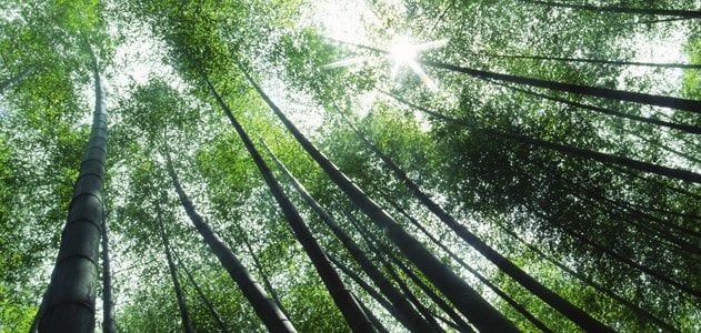 Bamboo - Plant